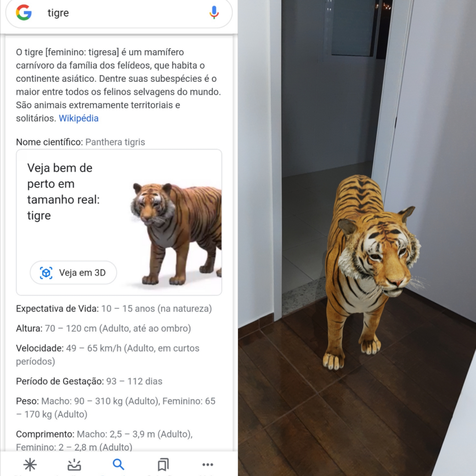 Tigre 3D: saiba como fazer para colocar animais de verdade no seu celular